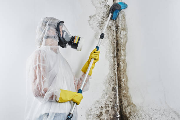 Best Residential Mold Removal  in Greenfield, OH