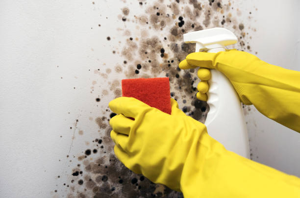 Best Home Mold Removal  in Greenfield, OH