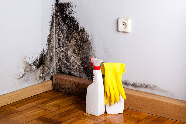 Best Commercial Mold Removal  in Greenfield, OH